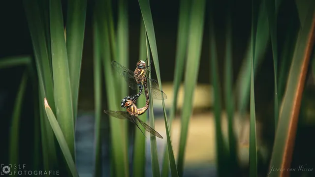 Dragonflies having the time of their life... ❤️