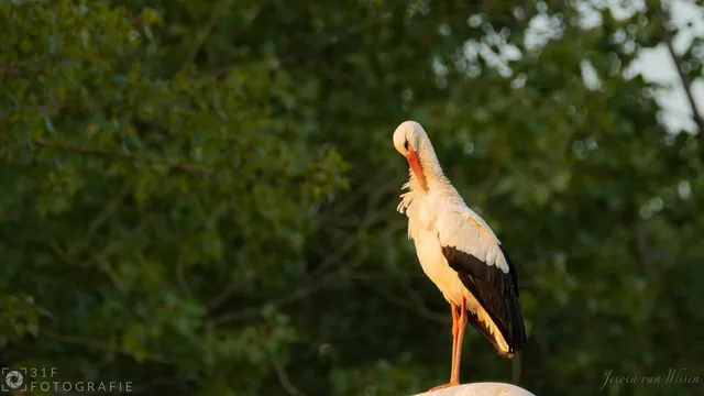 Stork standing on a lamppost