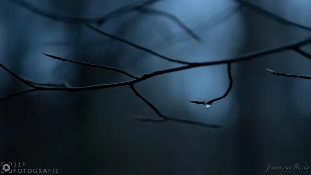 Water drop on a branch
