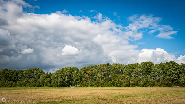Field with trees and clouds