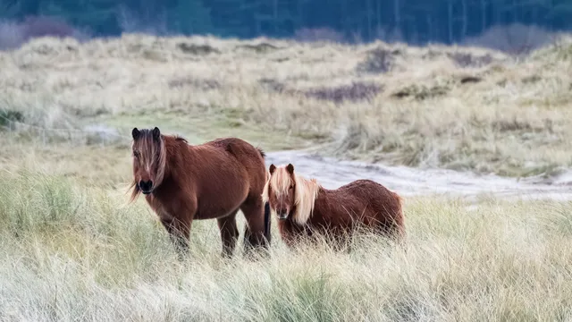 Horses in the dunes of Terschelling